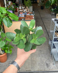 Crassula クラッスラ