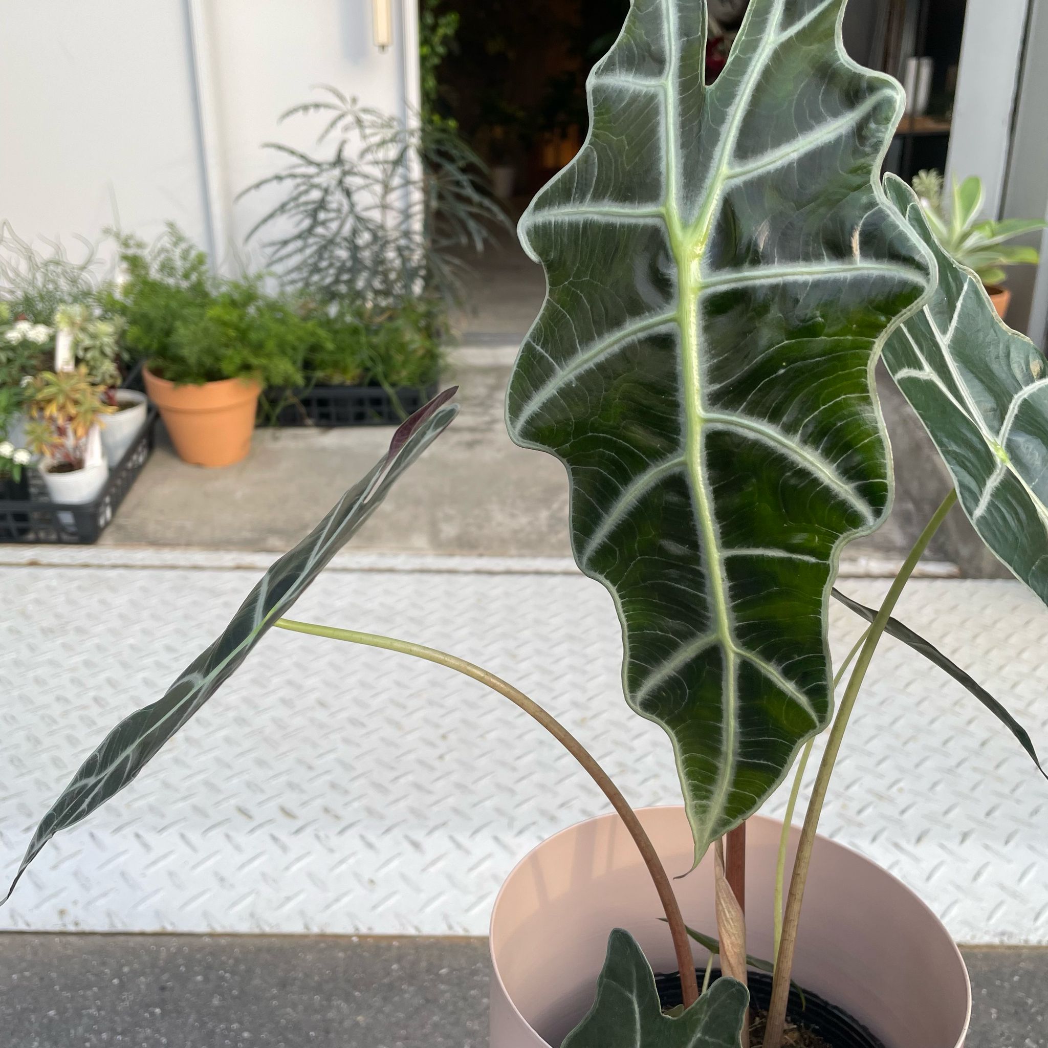 アロカシア アマゾニカ I インドアプランツ I プラントソサエティ