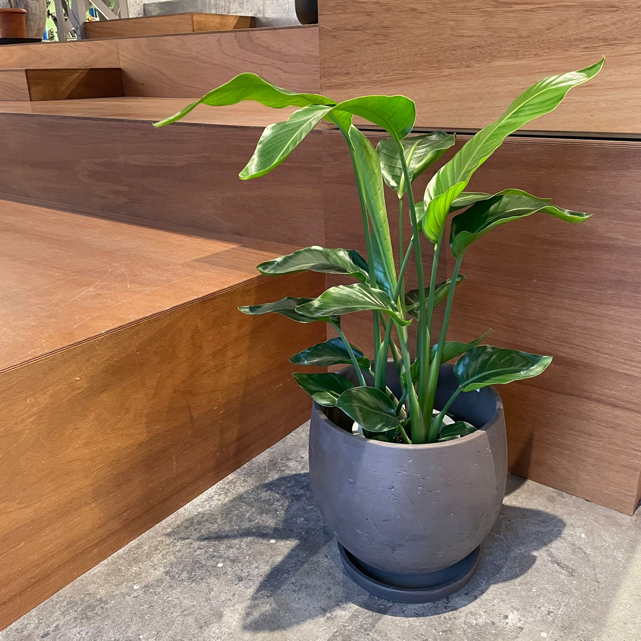 ストレチア レギネ I インドアプランツ I プラントソサエティ