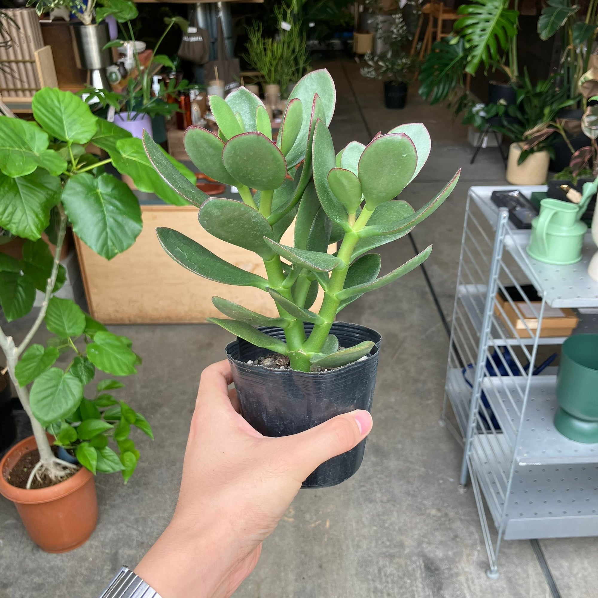 Crassula クラッスラ