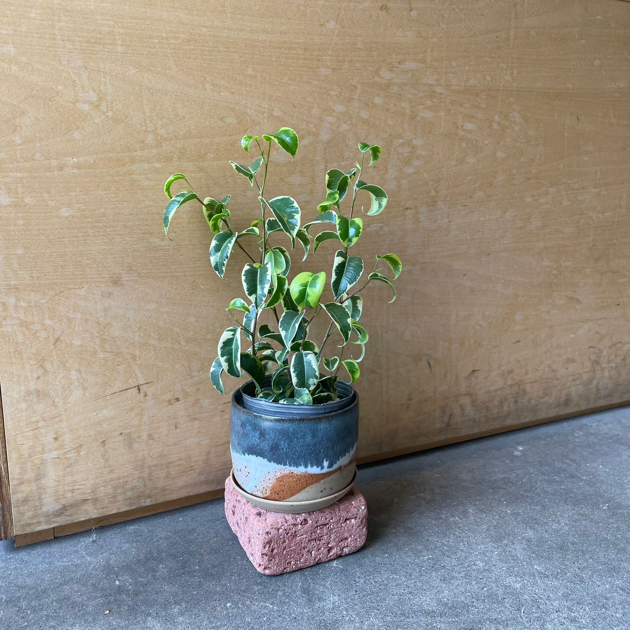 Ficus benjamina barok フィカス ベンジャミン バロック 斑入り I