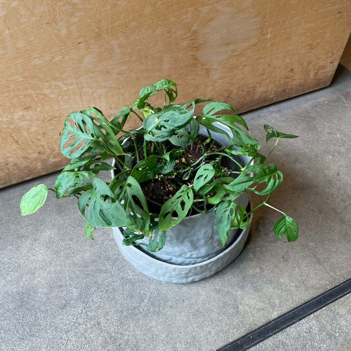 Monstera obliqua ver.expilata モンステラ オブリクア・エクスピラータ Size 5