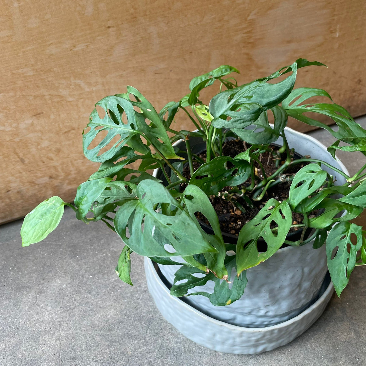 Monstera obliqua ver.expilata モンステラ オブリクア・エクスピラータ Size 5