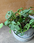 Monstera obliqua ver.expilata モンステラ オブリクア・エクスピラータ Size 5