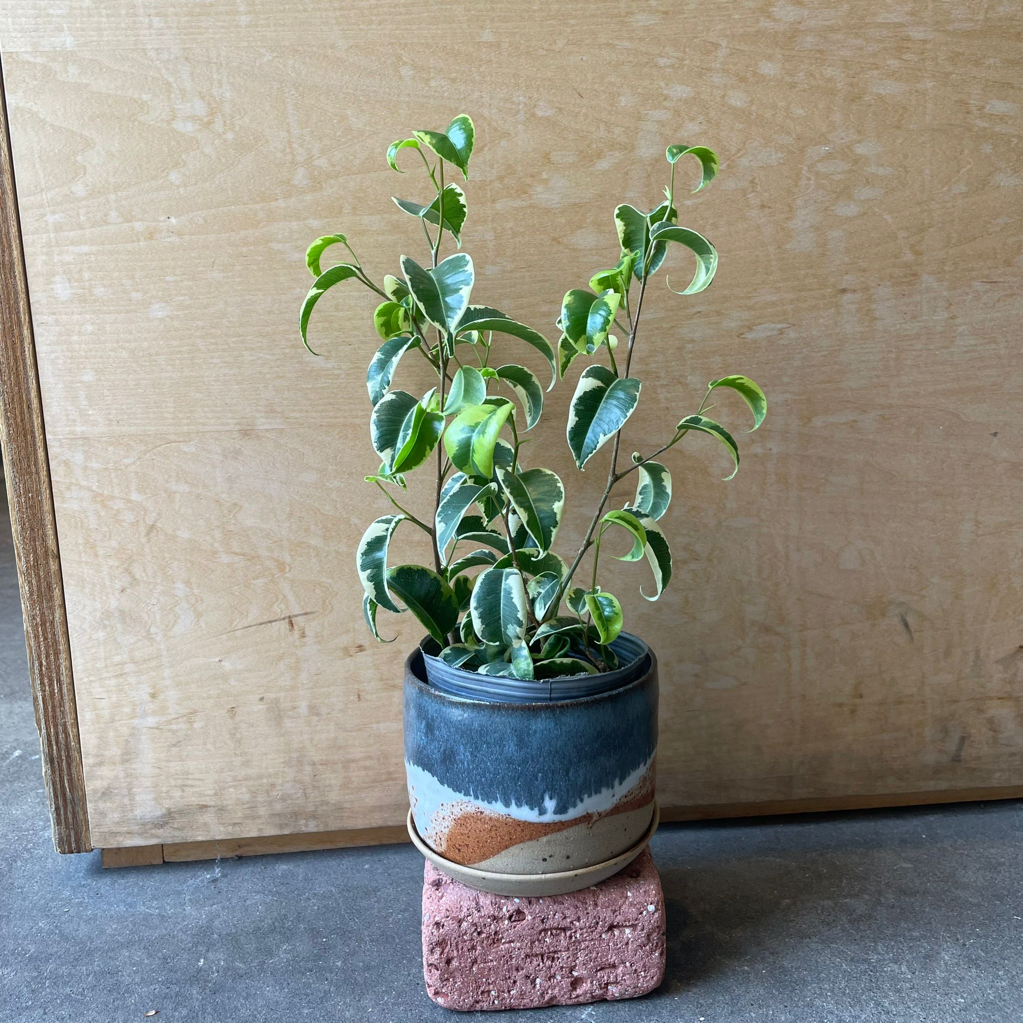 Ficus benjamina barok フィカス ベンジャミン バロック 斑入り I