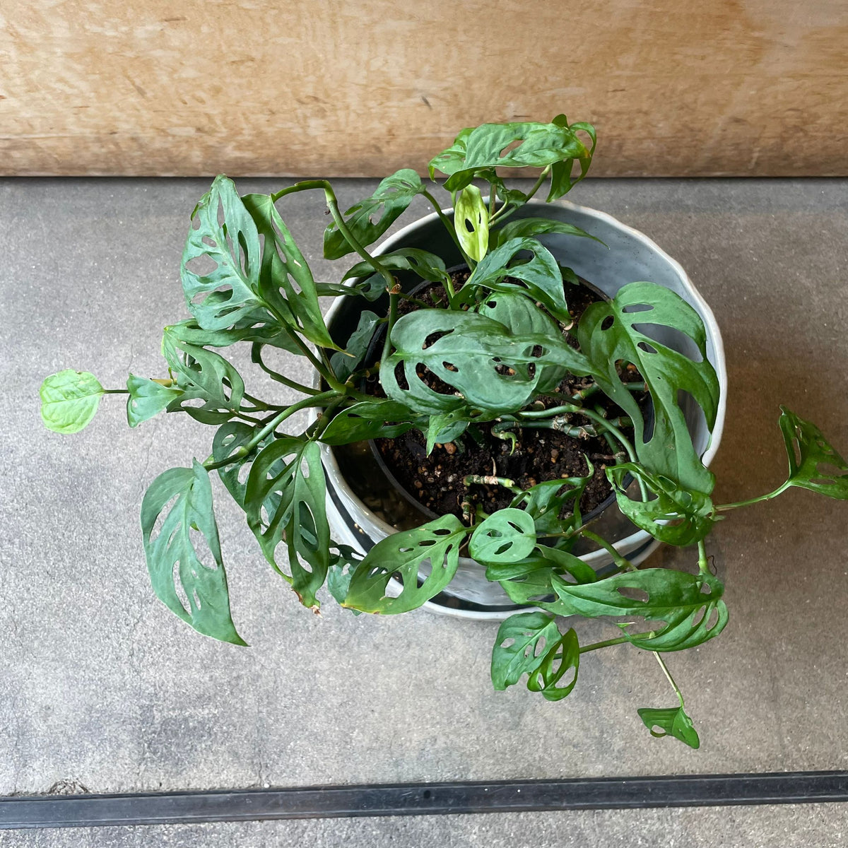 Monstera obliqua ver.expilata モンステラ オブリクア・エクスピラータ Size 5