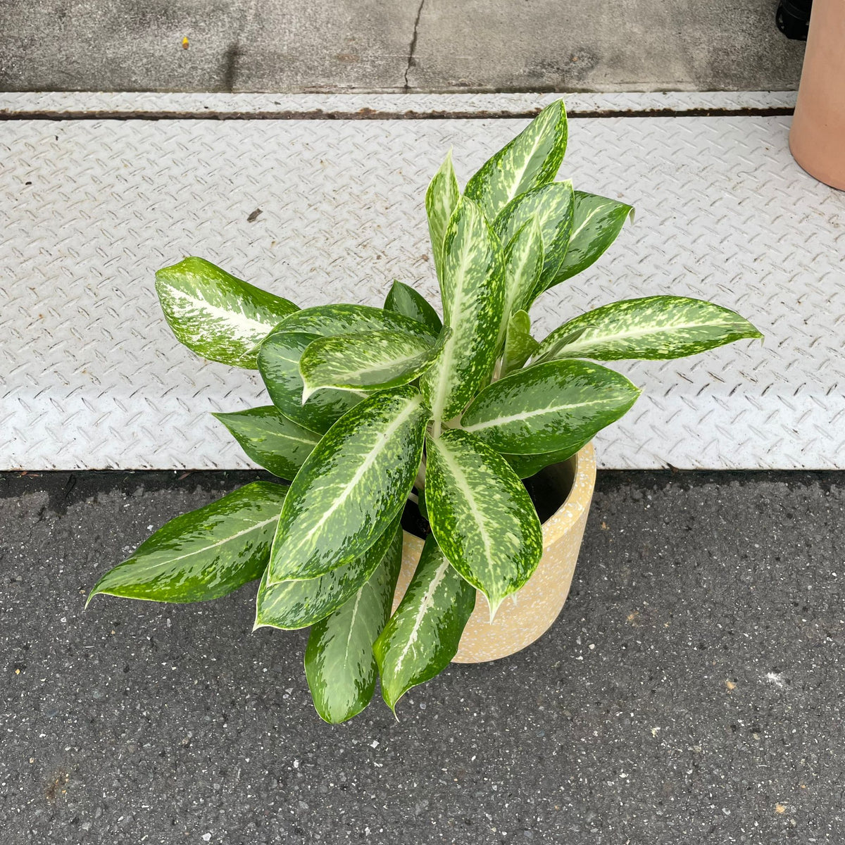 Aglaonema ‘Victory’ アグラオネマ ビクトリー Size 5