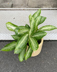 Aglaonema ‘Victory’ アグラオネマ ビクトリー Size 5