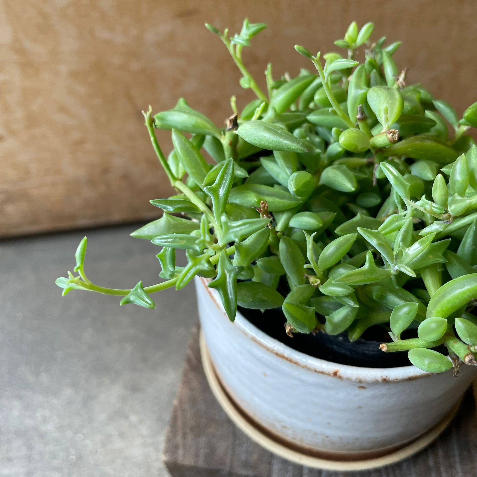 Senecio peregrinus ドルフィンネックレス Size 3