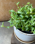 Senecio peregrinus ドルフィンネックレス Size 3