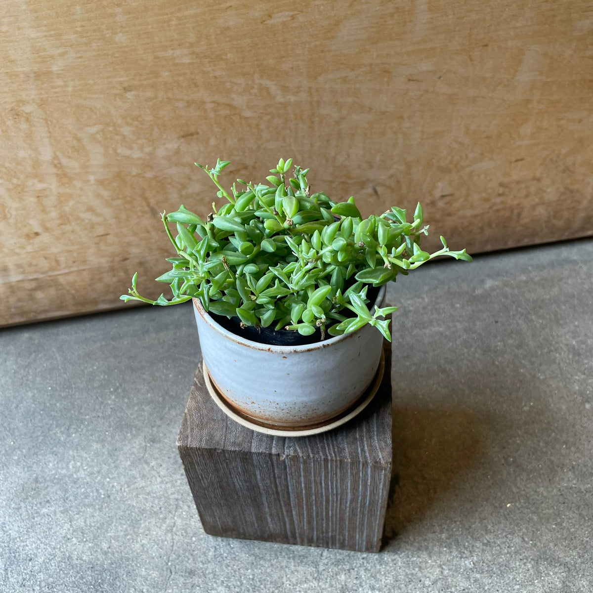 Senecio peregrinus ドルフィンネックレス Size 3