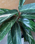 Calathea Stromanthe Magic Star  カラテア ストロマンテ マジックスター