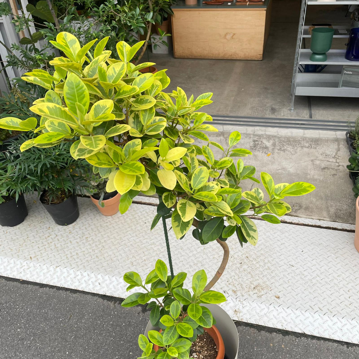 Ficus Rubiginosa フランスゴム ユキ Size 7
