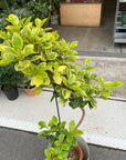 Ficus Rubiginosa フランスゴム ユキ Size 7
