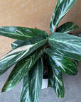 Calathea Stromanthe Magic Star  カラテア ストロマンテ マジックスター