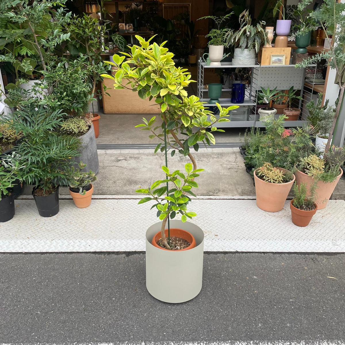 Ficus Rubiginosa フランスゴム ユキ Size 7