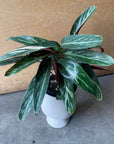 Calathea Stromanthe Magic Star  カラテア ストロマンテ マジックスター