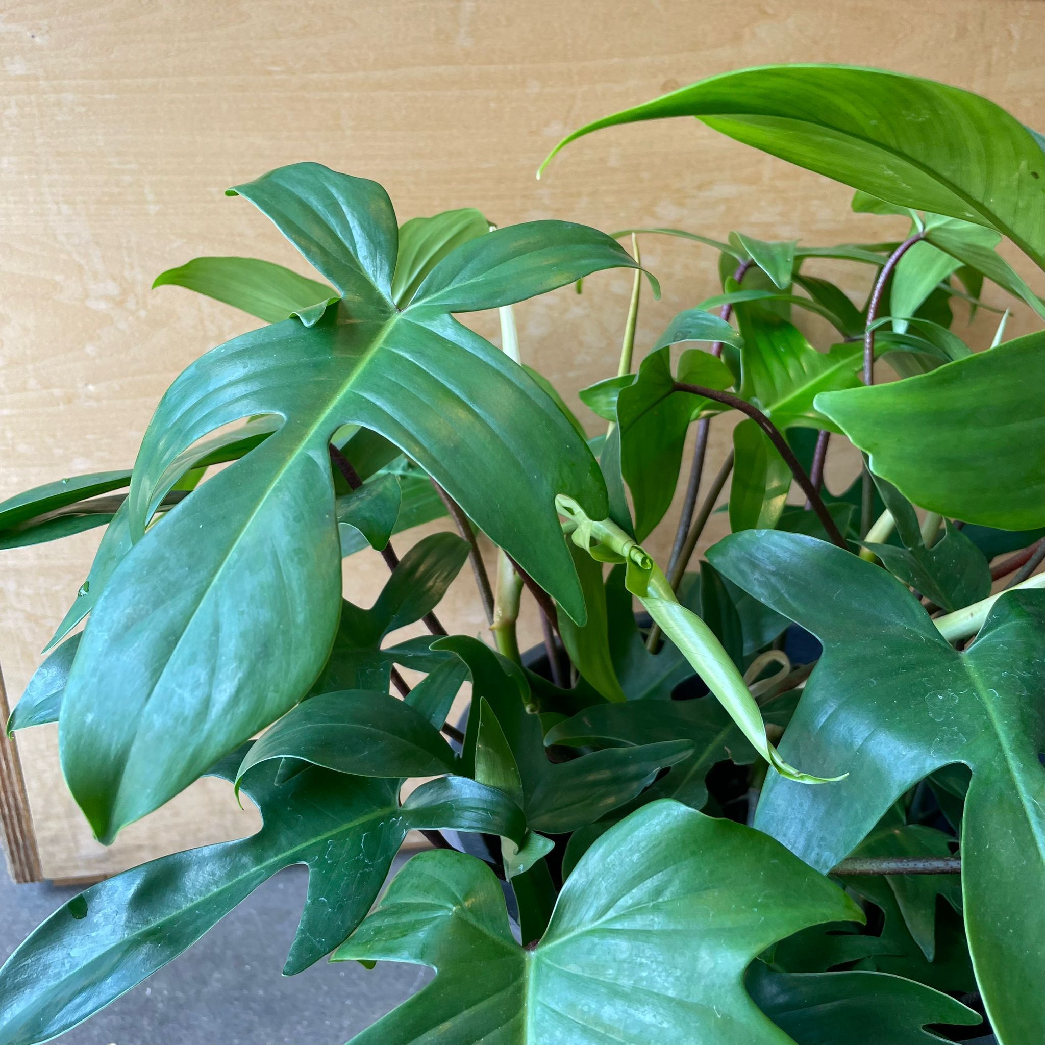 フィロデンドロン フロリダ ゴーストミント I インドアプランツ I