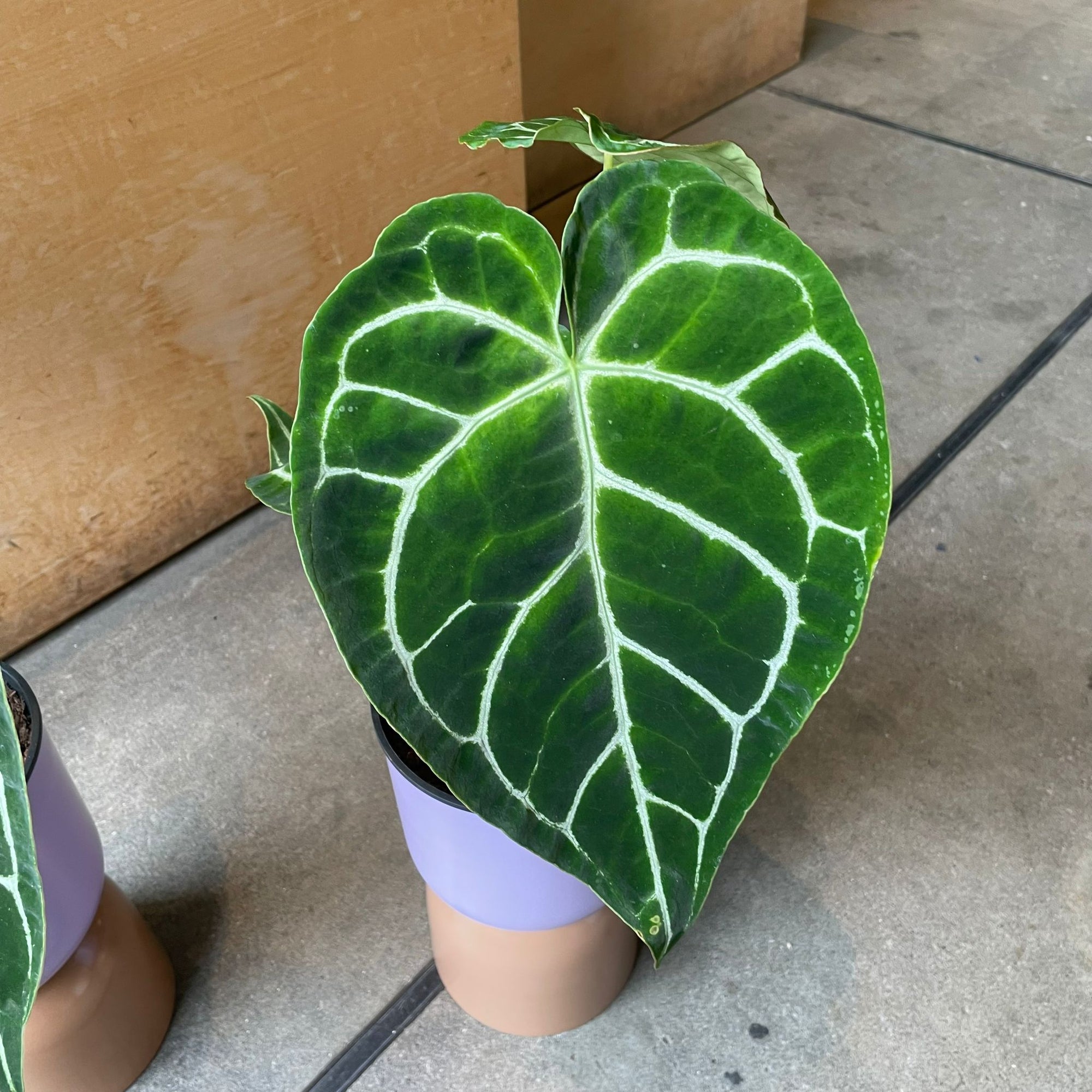 Anthurium Crystallinum アンスリウム クリスタルナム Size 5