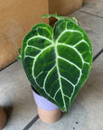 Anthurium Crystallinum アンスリウム クリスタルナム Size 5