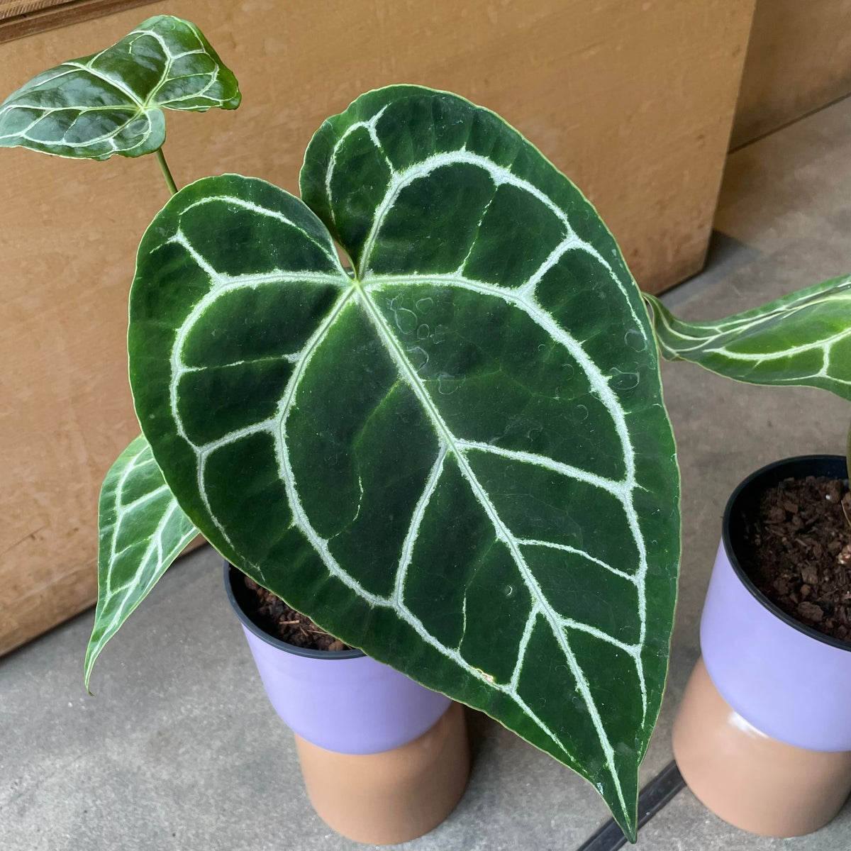 Anthurium Crystallinum アンスリウム クリスタルナム Size 5