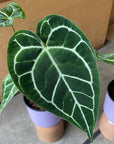 Anthurium Crystallinum アンスリウム クリスタルナム Size 5