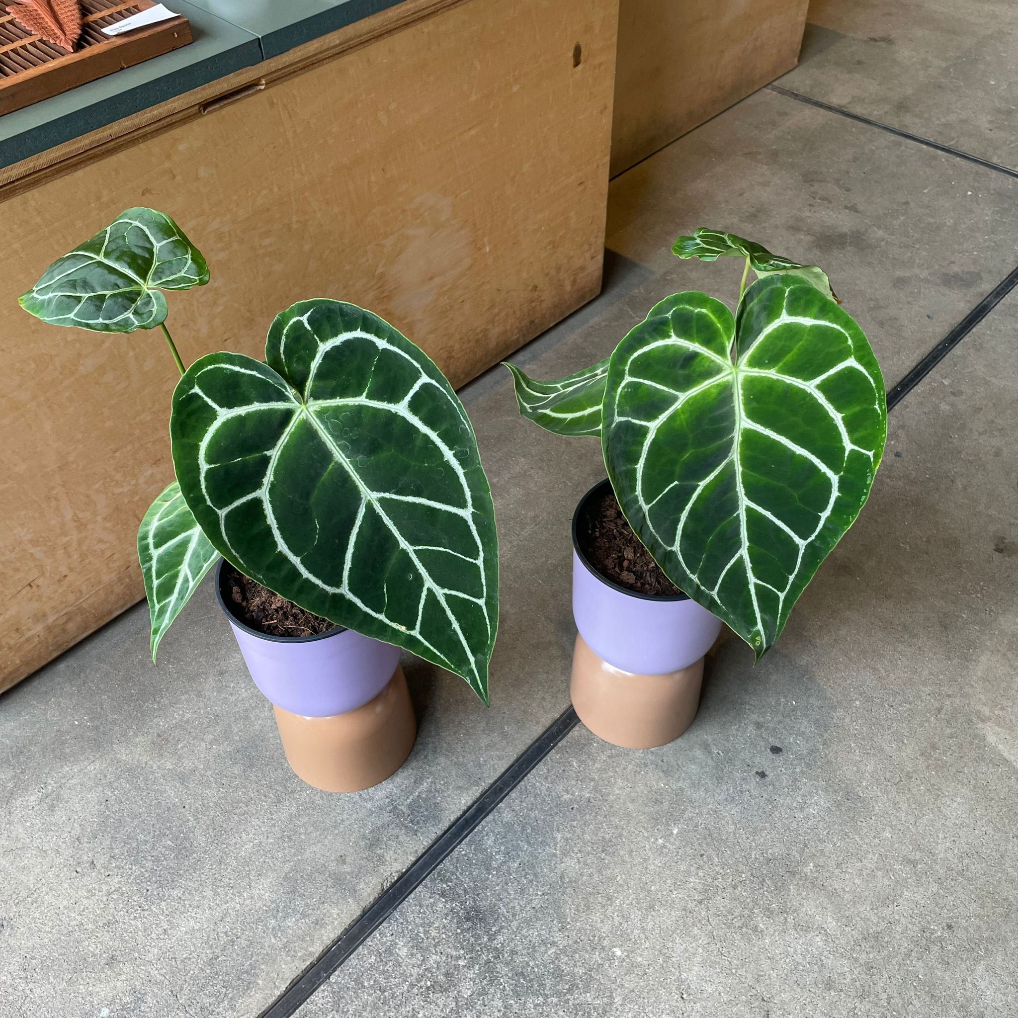 Plants プランツ I 植物インドアプランツ一覧 I プラントソサエティ