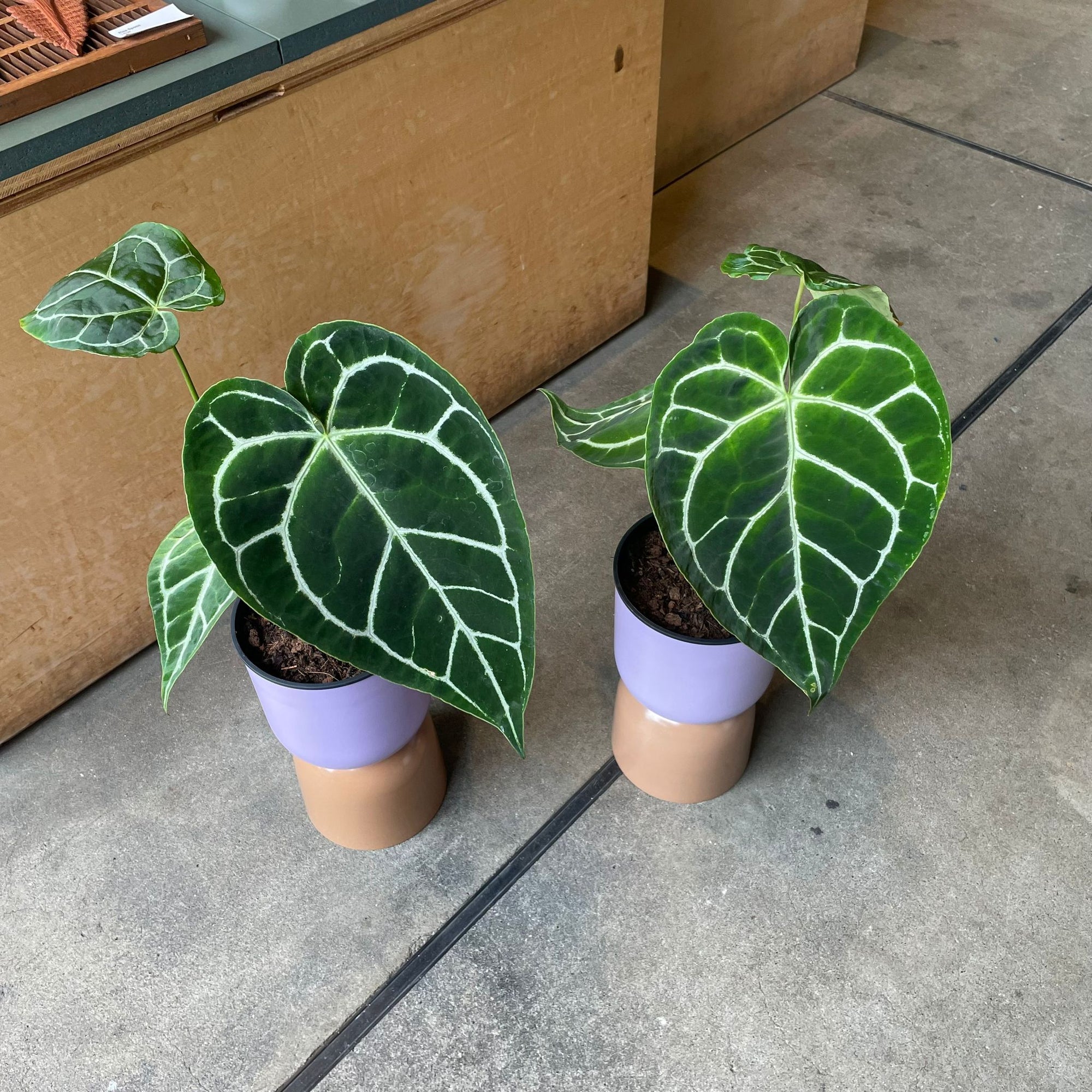 Anthurium Crystallinum アンスリウム クリスタルナム Size 5