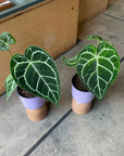 Anthurium Crystallinum アンスリウム クリスタルナム Size 5