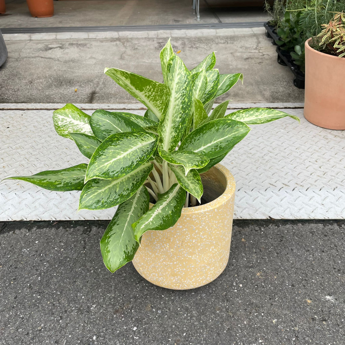 Aglaonema ‘Victory’ アグラオネマ ビクトリー Size 5