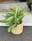 Aglaonema ‘Victory’ アグラオネマ ビクトリー Size 5
