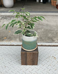 Variegated Weeping Fig ベンジャミン スターライト