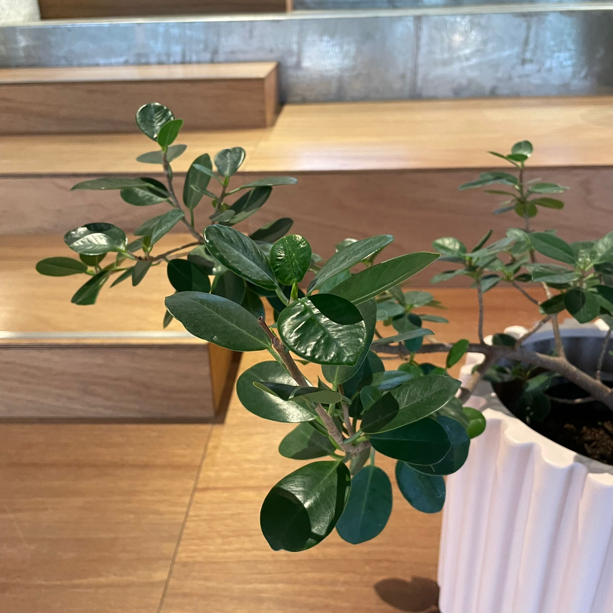パンダガジュマル（インテリア用サイズ） 楽天市場】観葉植物 おしゃれ 小さい ミニサイズ パンダ