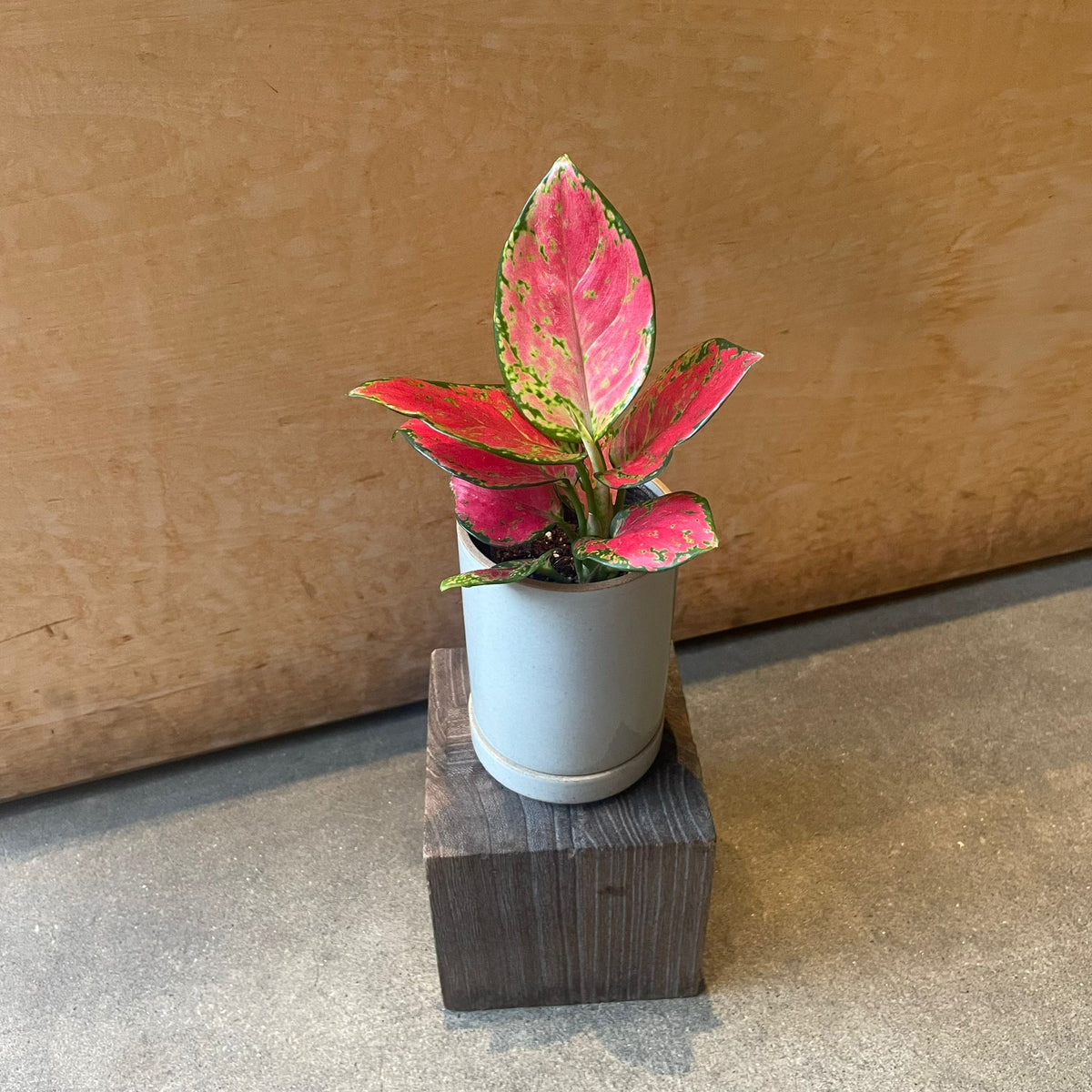 Aglaonema ‘Sunshine’ アグラオネマ サンシャイン Size 2