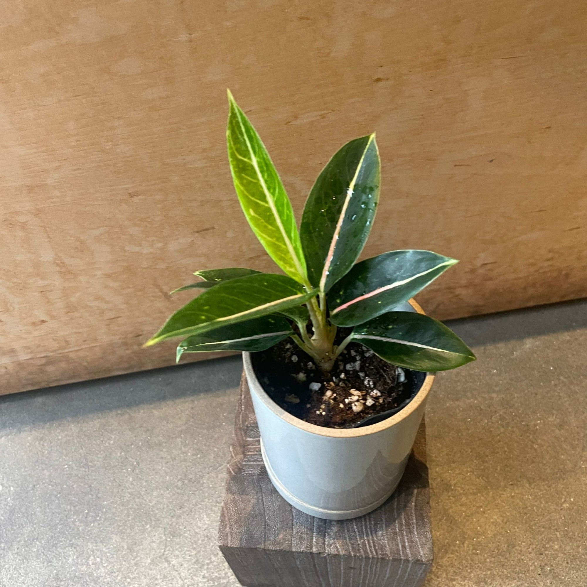 Aglaonema ‘Stars’ アグラオネマ スターズ Size 2