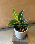 Aglaonema ‘Stars’ アグラオネマ スターズ Size 2