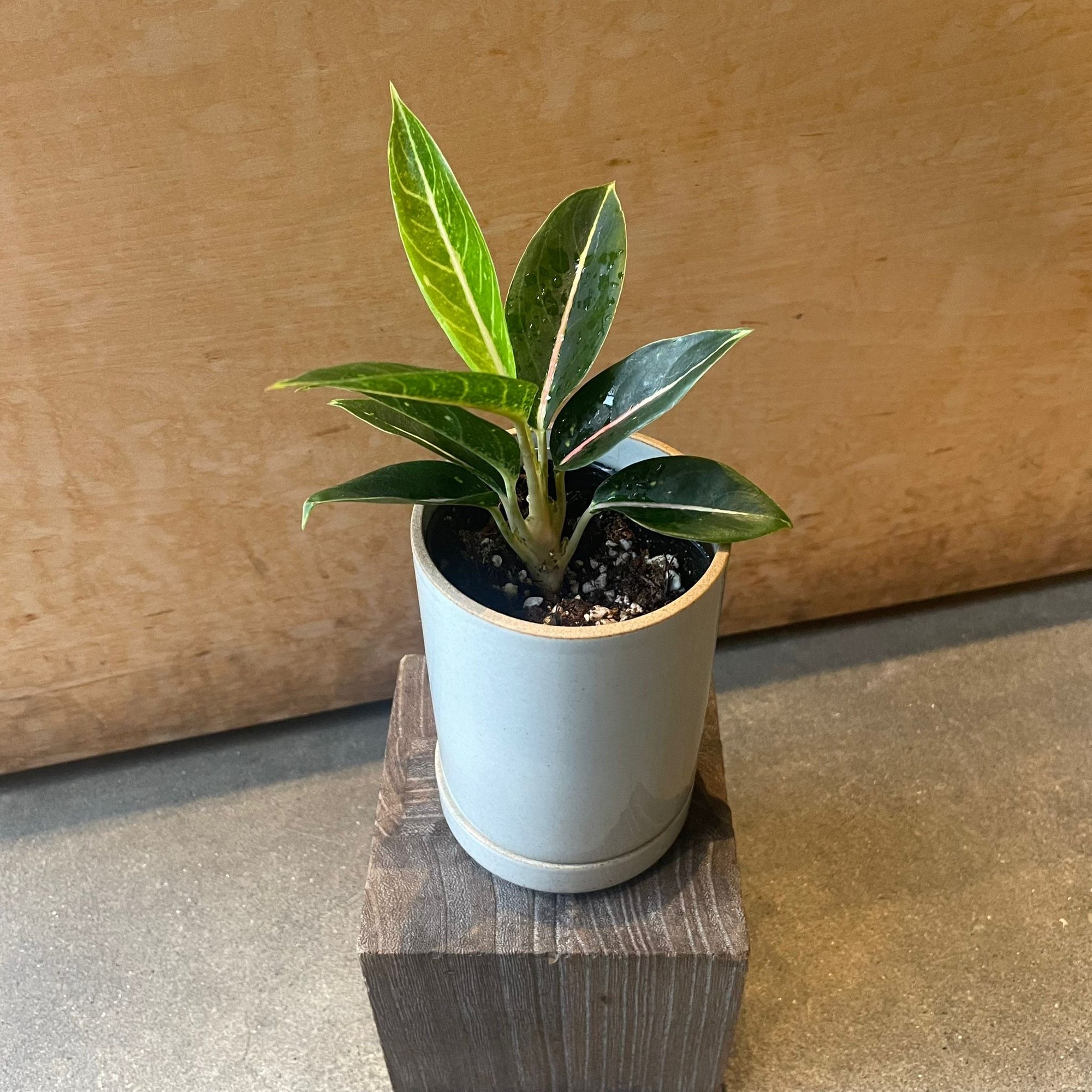 Aglaonema ‘Stars’ アグラオネマ スターズ Size 2