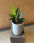 Aglaonema ‘Stars’ アグラオネマ スターズ Size 2