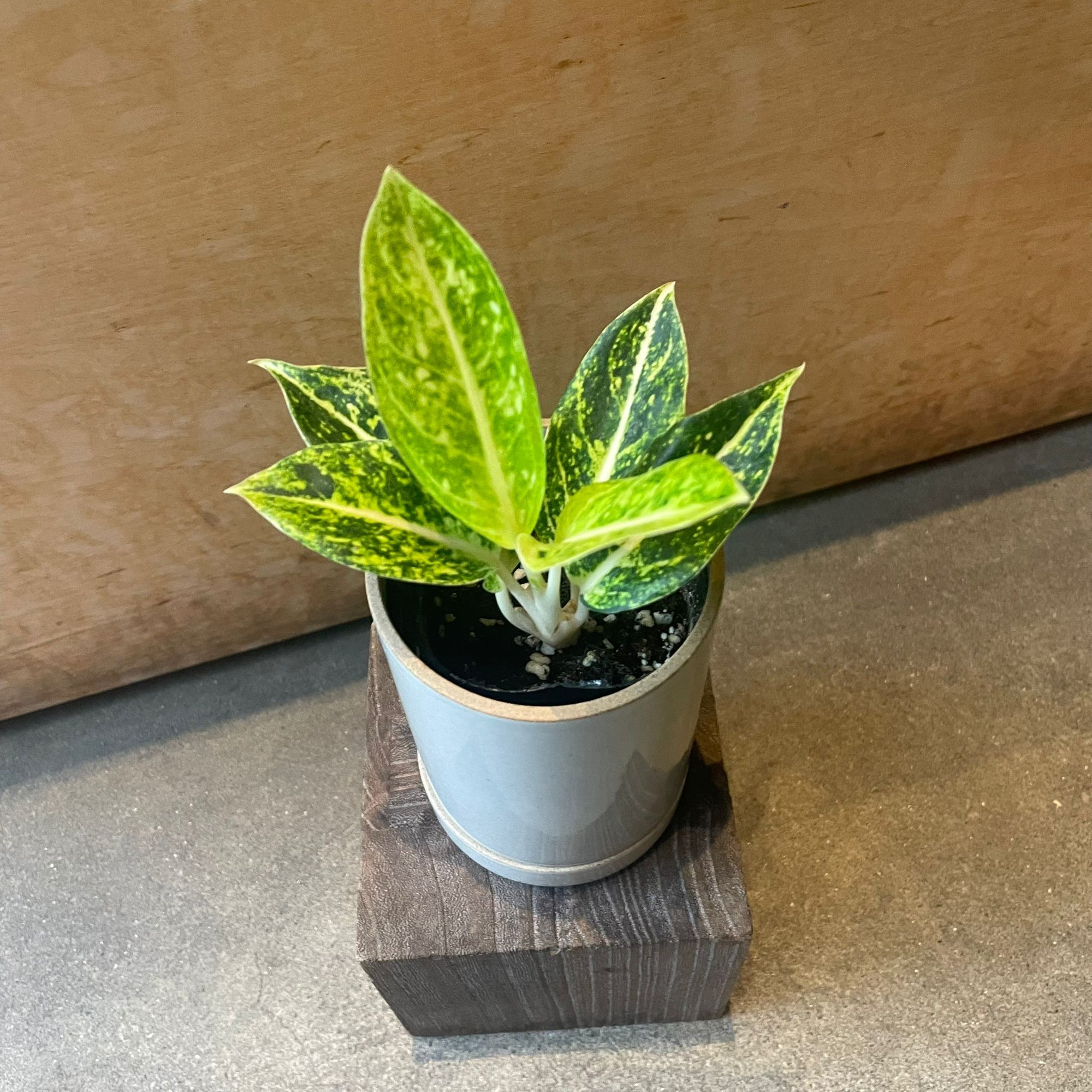 Aglaonema ‘Lemon Beauty’ アグラオネマ レモンビューティ Size 2