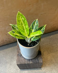 Aglaonema ‘Lemon Beauty’ アグラオネマ レモンビューティ Size 2