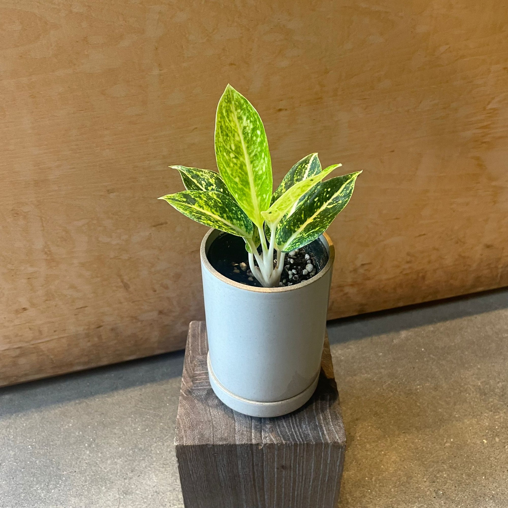 Aglaonema ‘Lemon Beauty’ アグラオネマ レモンビューティ Size 2