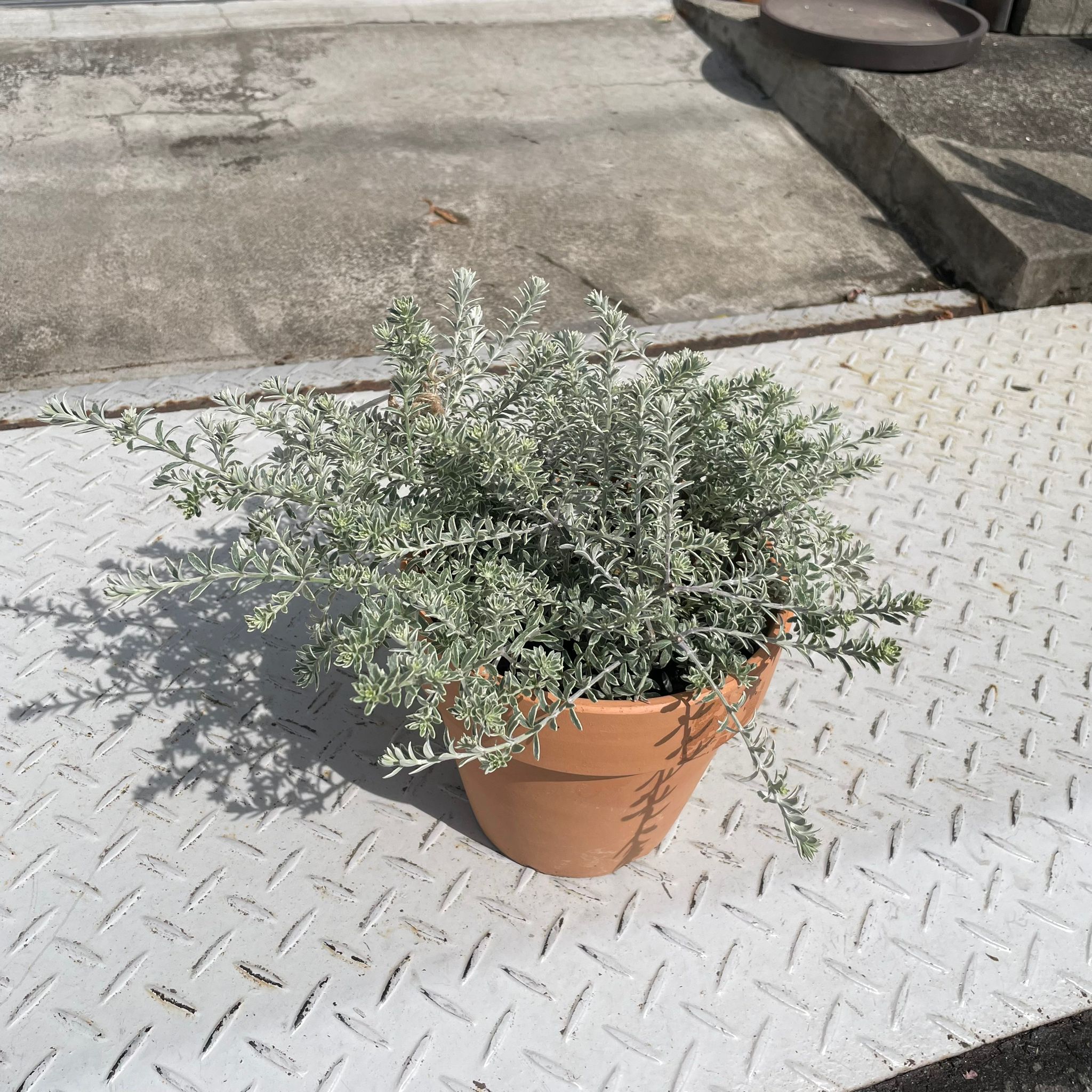 Australian rosemary ウエストリンギア I インドアプランツ I プラント