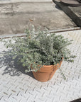 Australian rosemary　ウエストリンギア