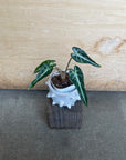 Alocasia アロカシア バンビーノ Size 3