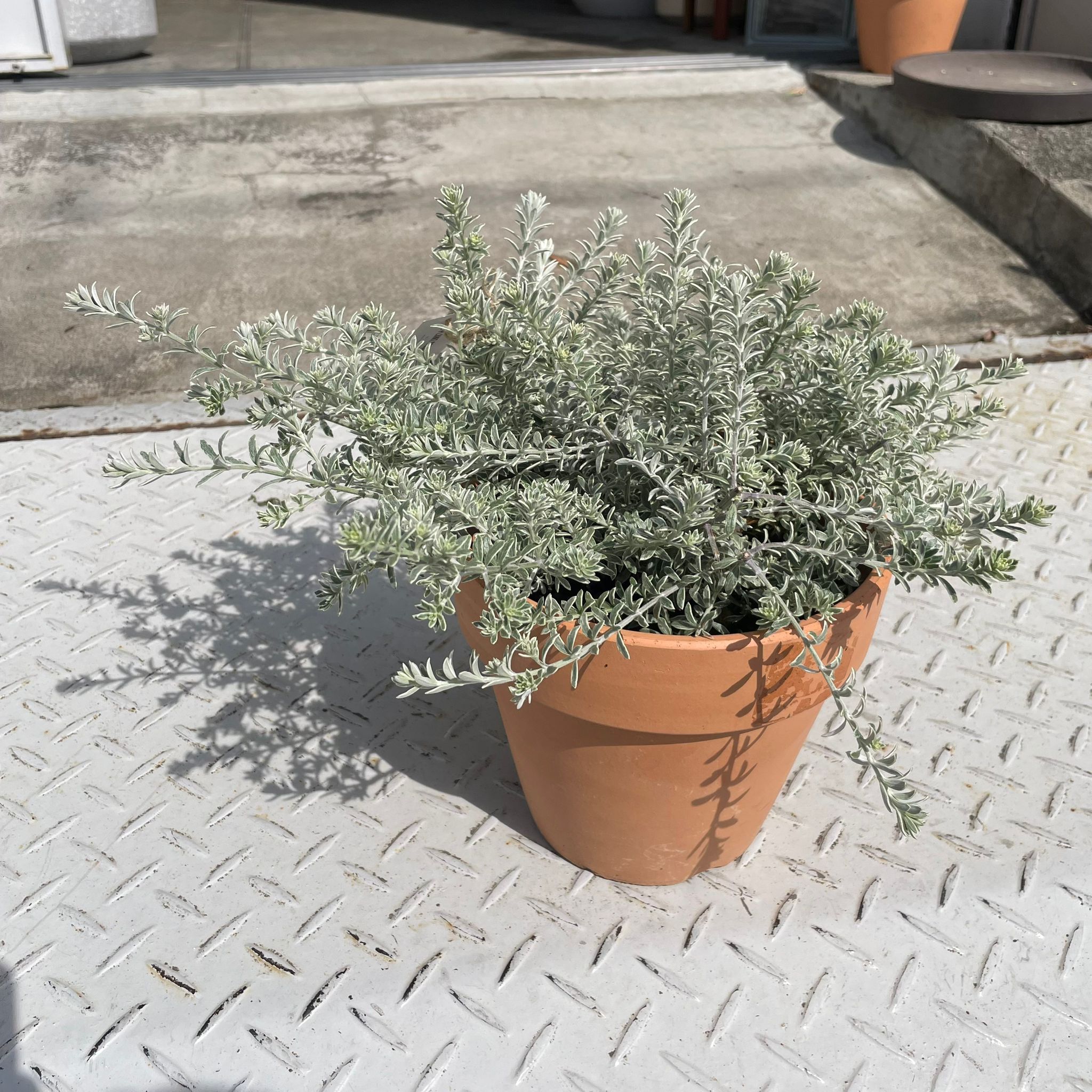 Australian rosemary ウエストリンギア I インドアプランツ I