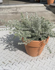 Australian rosemary　ウエストリンギア