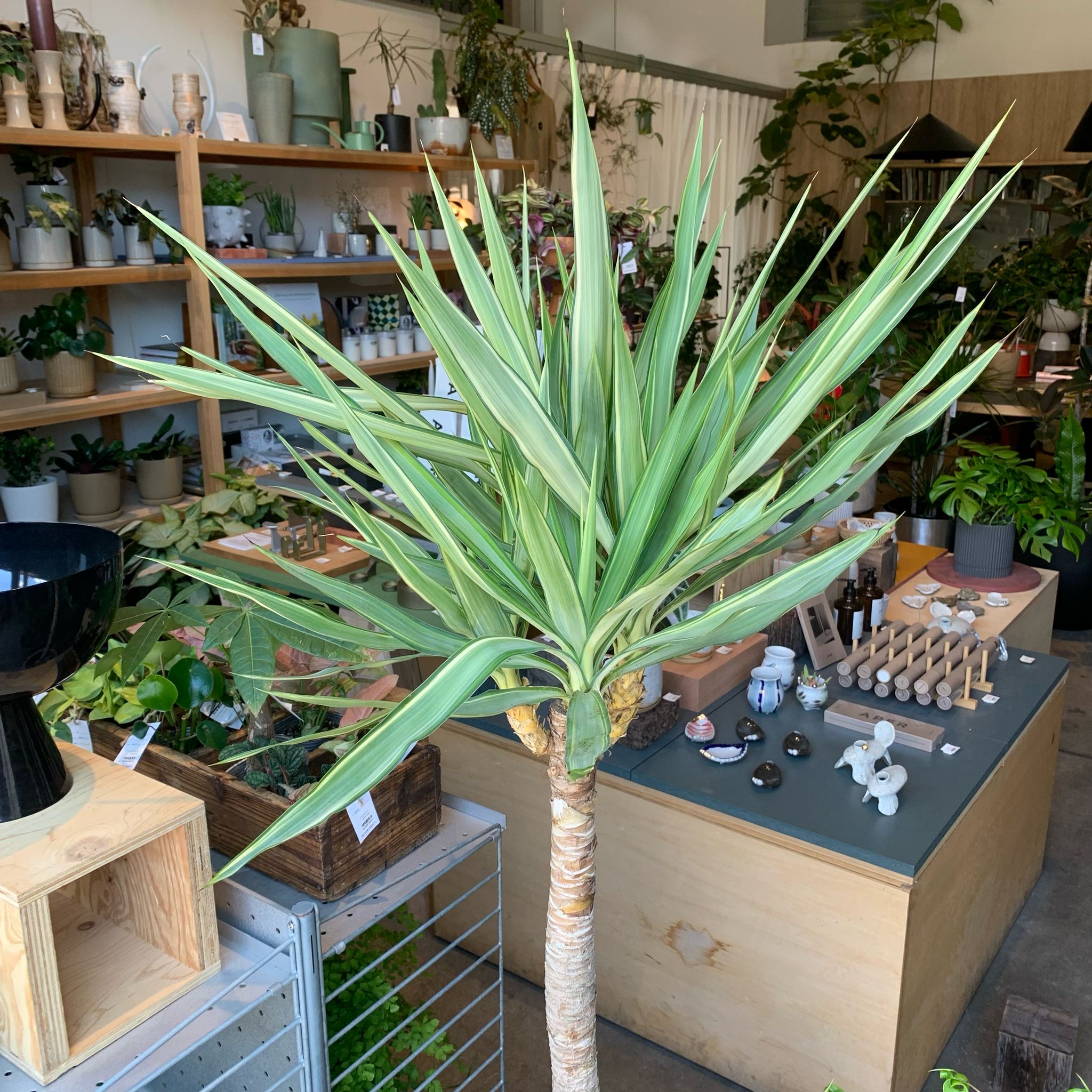 Spineless Yucca variegata ユッカ エレファンティペス