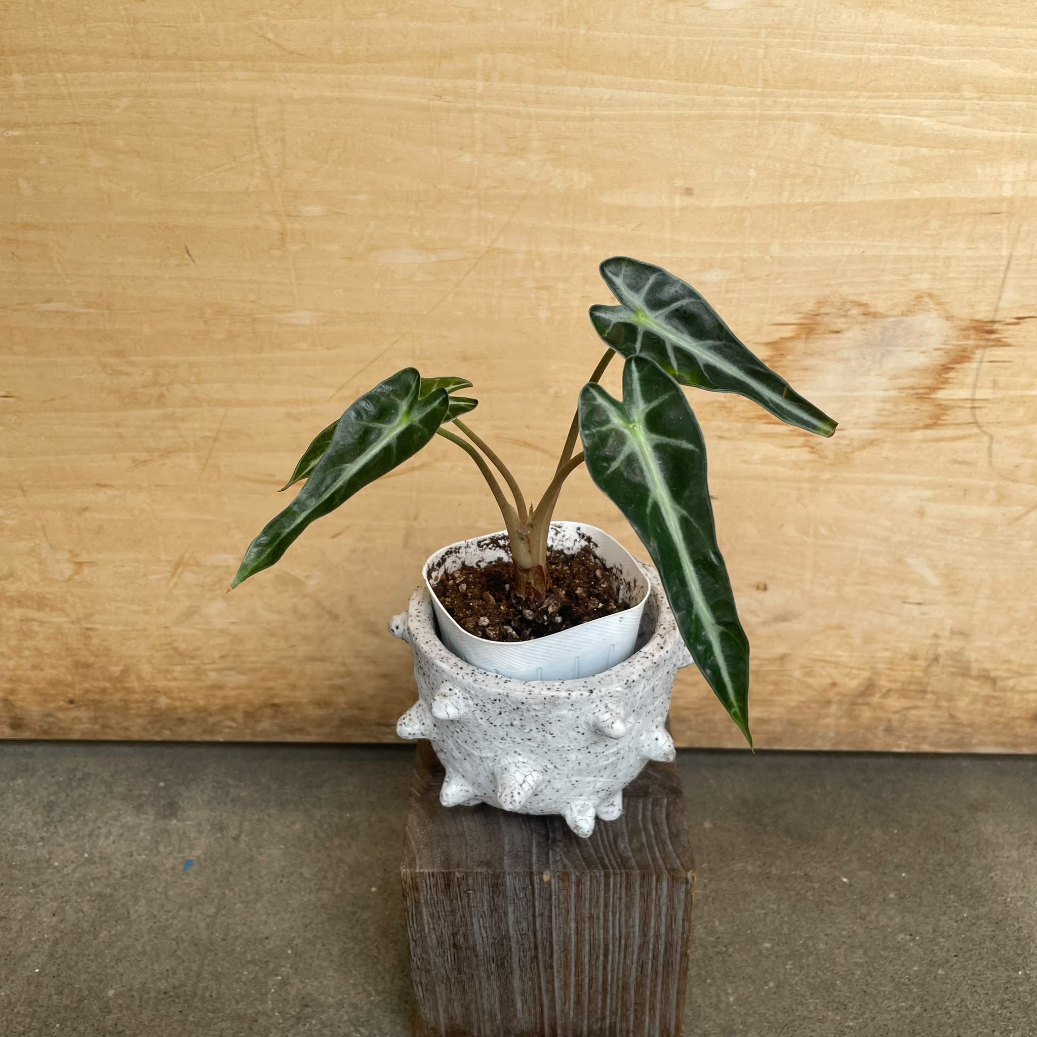 アロカシア I 観葉植物 インドアプランツ I プラントソサエティ
