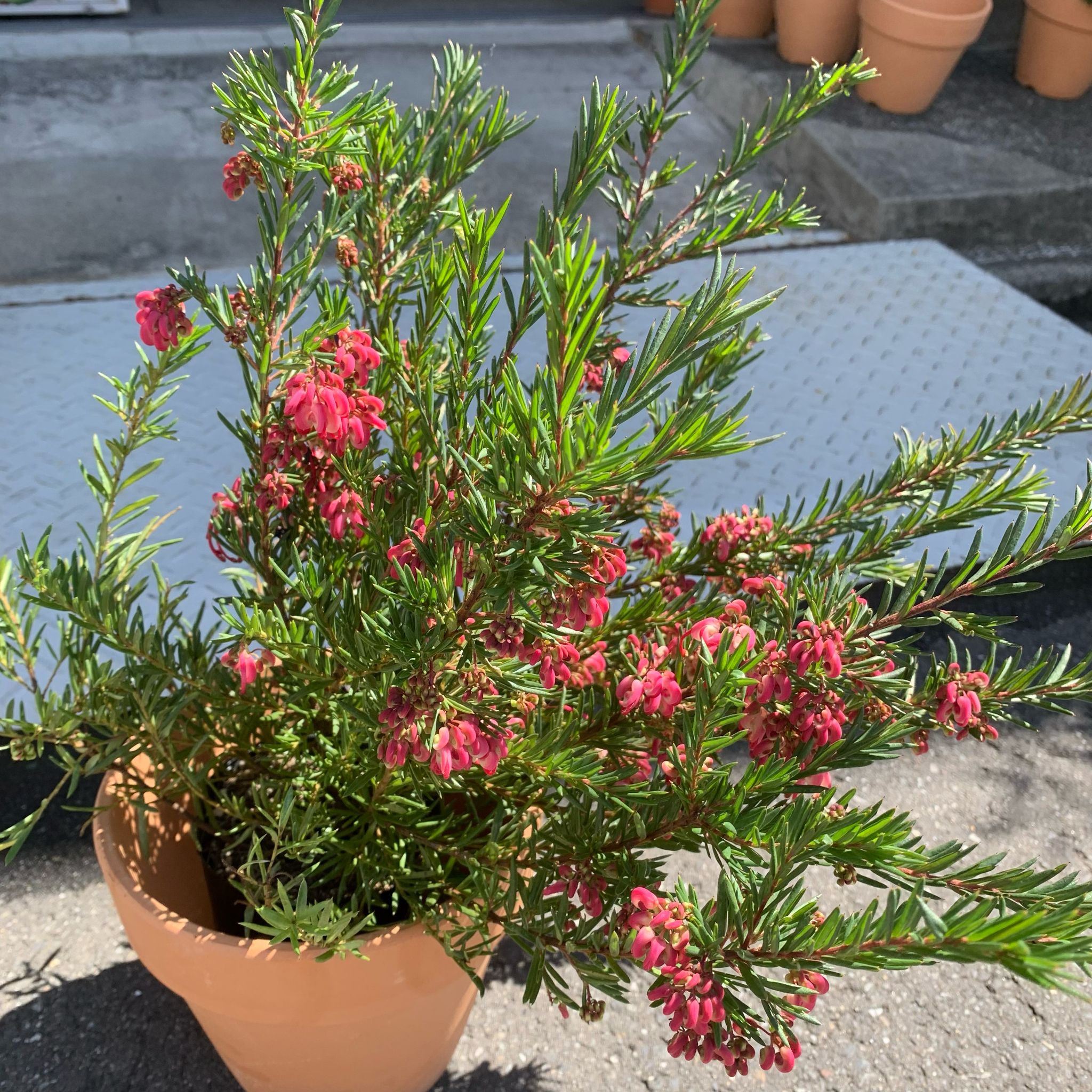 spider-flower グレビリア ジョンエバンス《ネイティブプランツ》 I