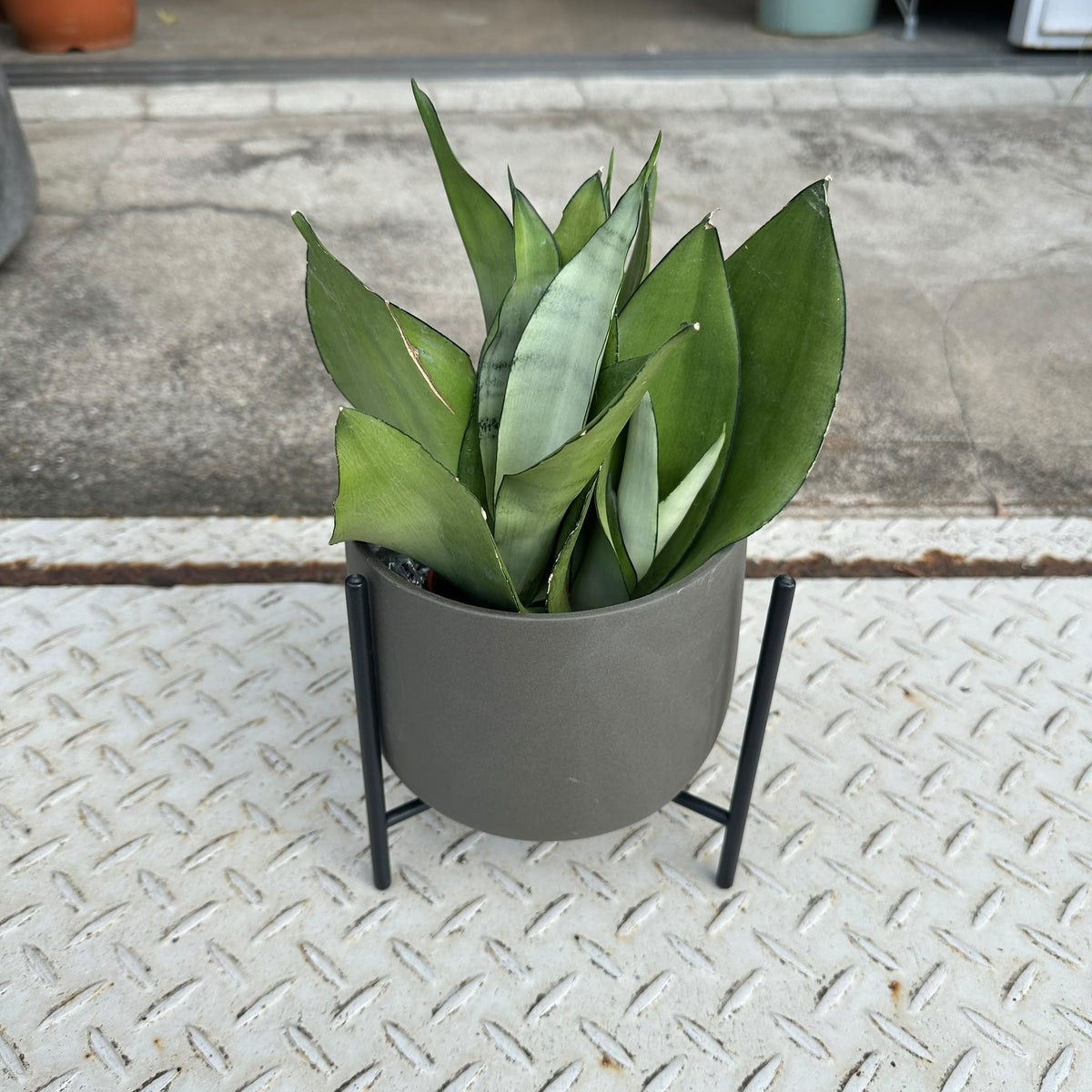 Snake plant サンスベリア ムーンシャイン Size 4